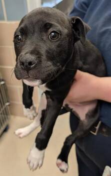 Pit Bull Terrier Dogs Available for Adoption - HAYMITCH | PetCurious