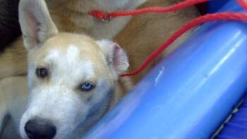 APOLLO -  Mixed Breed Dog for Adoption in Dallas, Texas - APOLLO | PetCurious