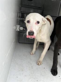 Rescue Labrador Retriever and Mixed Breed Dogs for Adoption in Houston, Texas - A639834 | PetCurious