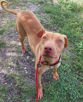American Staffordshire Terrier and Vizsla Dogs Available for Adoption in Fort Lauderdale, Florida - PETER | PetCurious