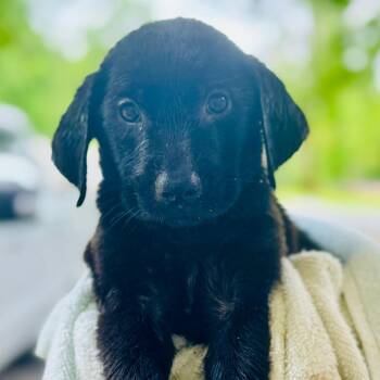 Sable -  Labrador Retriever and Mixed Breed Dog Available for Adoption in Lucedale, Mississippi - Sable | PetCurious