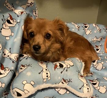 Rescue Chihuahua Dogs for Adoption in Henderson, Nevada - Kate | PetCurious