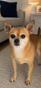 Lacey -  Chihuahua Dog for Adoption in Tifton, Georgia - Lacey | PetCurious