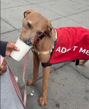 Mixed Breed Dogs Available for Adoption - Angelo | PetCurious