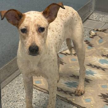 Aurora -  Mixed Breed Dog for Adoption in Dayton, Ohio - Aurora | PetCurious