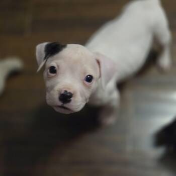 Pit Bull Terrier Dogs Available for Adoption - Moe | PetCurious