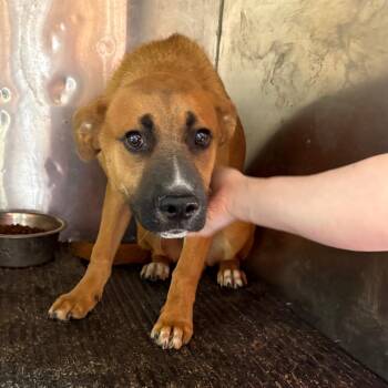 Retriever Dogs Available for Adoption in Birmingham, Alabama - Carleton | PetCurious