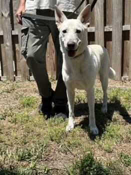 White German Shepherd Dogs Available for Adoption in Londonderry, New Hampshire - Snowygirl | PetCurious