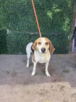 61140988 -  Beagle and Mixed Breed Dog for Adoption in El Paso, Texas - 61140988 | PetCurious