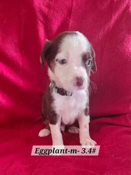 Boxer Dogs Available for Adoption in Hillside, Illinois - Eggplant | PetCurious