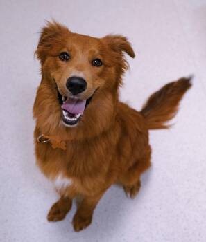Gracie -  Golden Retriever Dog for Adoption in Cincinnati, Ohio - Gracie | PetCurious