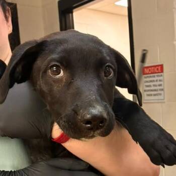 Ducky -  Mixed Breed Dog for Adoption in Gadsden, Alabama - Ducky | PetCurious