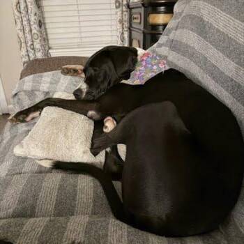 Athena -  Mixed Breed Dog for Adoption in Jeffersonville, Indiana - Athena | PetCurious