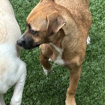 Chiweenie Dogs Available for Adoption in Sarasota, Florida - Maya | PetCurious