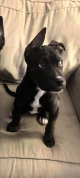 Mixed Breed Dogs Available for Adoption - Spot | PetCurious