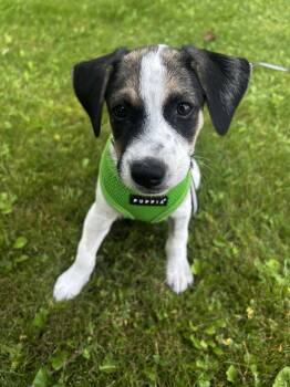 Moose 4806 -  Terrier and Beagle Dog for Adoption in Pickering, Ontario - Moose 4806 | PetCurious