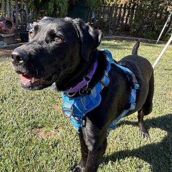 Rescue Labrador Retriever Dogs for Adoption in San Francisco, California - Eggs Benedict | PetCurious