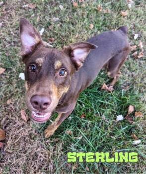 Rescue Australian Kelpie Dogs for Adoption in Valparaiso, Indiana - Sterling | PetCurious