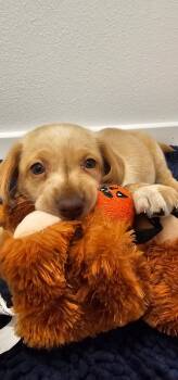 Honey Doodle -  Labrador Retriever and Standard Poodle Dog for Adoption in Valrico, Florida - Honey Doodle | PetCurious