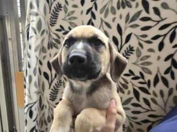BUTTON -  German Shepherd Dog Dog for Adoption in Auburn, California - BUTTON | PetCurious