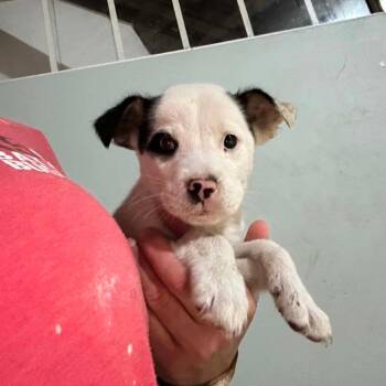 Catahoula Leopard Dog Dogs Available for Adoption in Hinesville, Georgia - Prosecoo | PetCurious