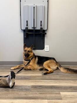 Vader -  German Shepherd Dog Dog for Adoption in Shelbyville, Tennessee - Vader | PetCurious