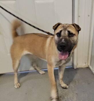 Rescue Shar Pei and Mixed Breed Dogs for Adoption in Hoopeston, Illinois - Char | PetCurious