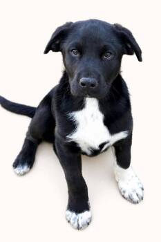 Labrador Retriever Dogs Available for Adoption in Vancouver, Washington - Casey | PetCurious