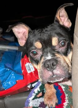 Praline -  Bulldog Dog for Adoption in Petersburg, Virginia - Praline | PetCurious