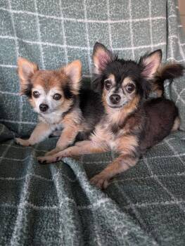 Zeus & Scruffy - A Bonded Pair! -  Chihuahua Dog for Adoption in Ocean Township, New Jersey - Zeus & Scruffy - A Bonded Pair! | PetCurious
