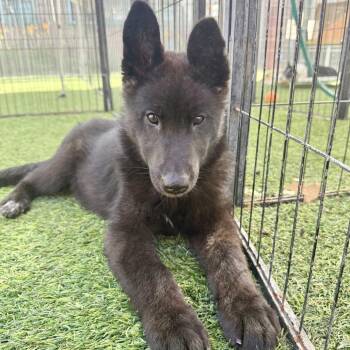 Baloo -  Shepherd Dog for Adoption in Agoura Hills, California - Baloo | PetCurious