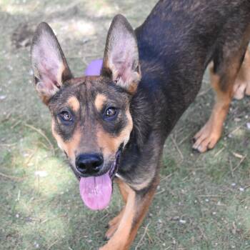 Crush - Butler Campus -  Australian Kelpie Dog for Adoption in Flagstaff, Arizona - Crush - Butler Campus | PetCurious