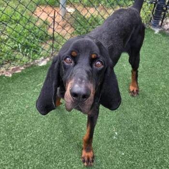 Winslow -  Bloodhound and Mixed Breed Dog for Adoption in Chatham, Virginia - Winslow | PetCurious