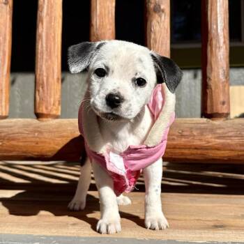 Mixed Breed Dogs Available for Adoption in Bend, Oregon - Chickpea | PetCurious