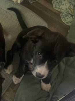 Pit Bull Terrier Dogs Available for Adoption in Addison, Illinois - Reese | PetCurious