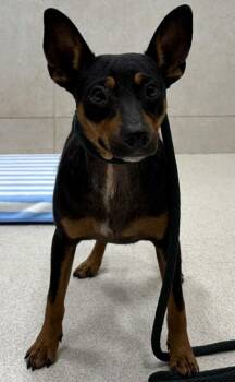 Zeke -  Miniature Pinscher and Mixed Breed Dog for Adoption in Honolulu, Hawaii - Zeke | PetCurious