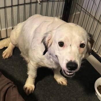 Spaniel Dogs Available for Adoption in Baldwin, Maryland - Gem | PetCurious
