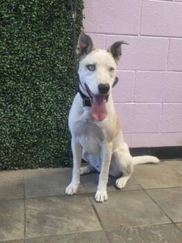 Guero -  Mixed Breed Dog for Adoption in El Paso, Texas - Guero | PetCurious