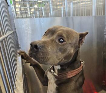 NALA -  Mixed Breed Dog for Adoption in Dallas, Texas - NALA | PetCurious