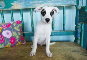 Bowser -  Cattle Dog and Terrier Dog for Adoption in San Antonio, Texas - Bowser | PetCurious