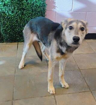 Shepherd and Mixed Breed Dogs Available for Adoption - 60622052 | PetCurious