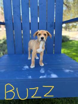 BUZZ -  German Shepherd Dog and Mixed Breed Dog for Adoption in Modesto, California - BUZZ | PetCurious