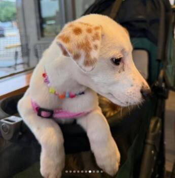 Nevada Pups: Nora -  Mixed Breed and Cattle Dog Dog for Adoption in Dallas, Texas - Nevada Pups: Nora | PetCurious