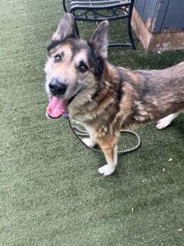 German Shepherd Dog and Mixed Breed Dogs Available for Adoption in Charlotte, North Carolina - VEGAS | PetCurious