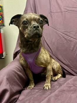 French Bulldog and Chihuahua Dogs Available for Adoption - Poppi | PetCurious