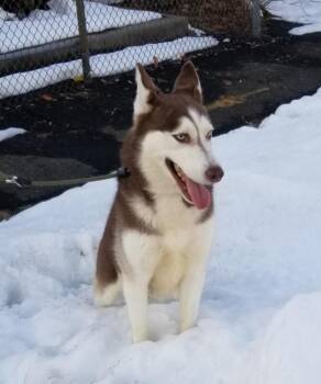 Husky Dogs Available for Adoption - AURORA (cc#7192) | PetCurious