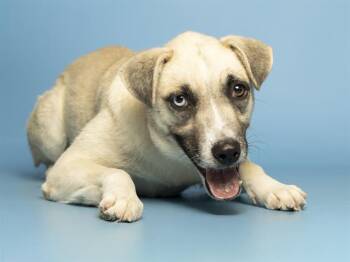 German Shepherd Dog Dogs Available for Adoption - KIERA | PetCurious