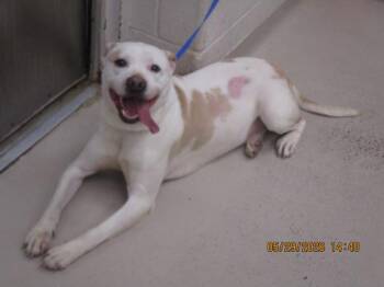 Pit Bull Terrier Dogs Available for Adoption in Marietta, Georgia - Moon(856) | PetCurious