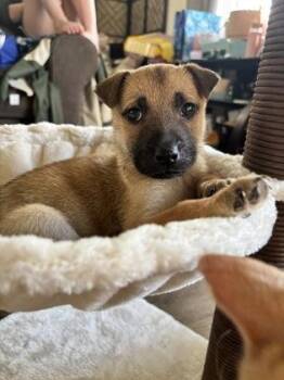 Mixed Breed Dogs Available for Adoption in Lafayette, Indiana - Tatum | PetCurious