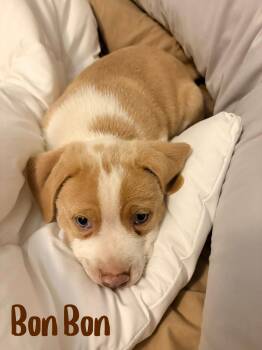 American Staffordshire Terrier Dogs Available for Adoption in Elburn, Illinois - Bon Bon | PetCurious